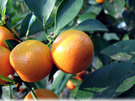 Citrus × microcarpa (Calamondin) – Standard