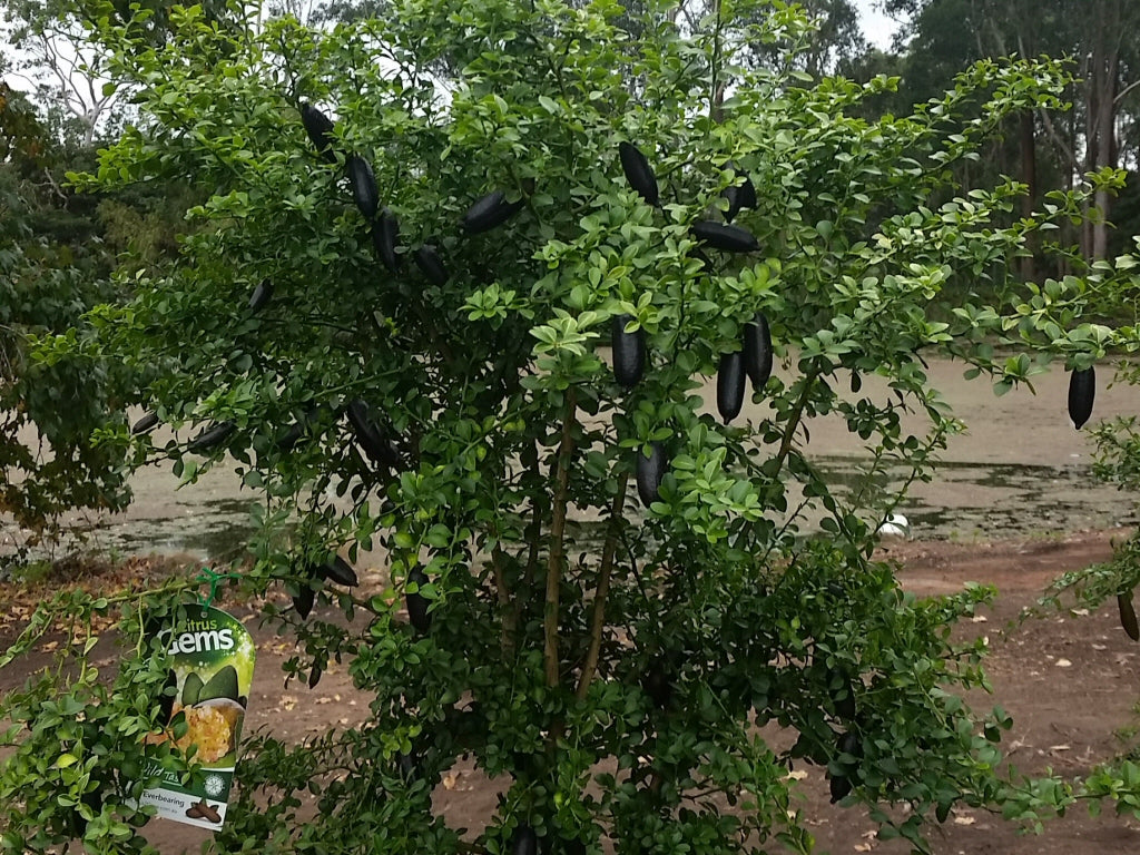 Citrus australasica ‘Judy’s Everbearing’ (Finger Lime)