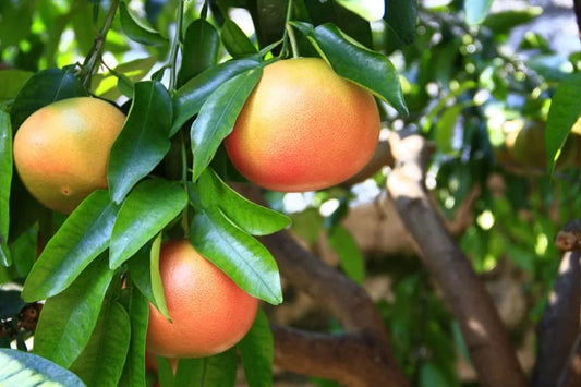 Citrus paradisi 'Rio Red' (Rio Red Grapefruit)