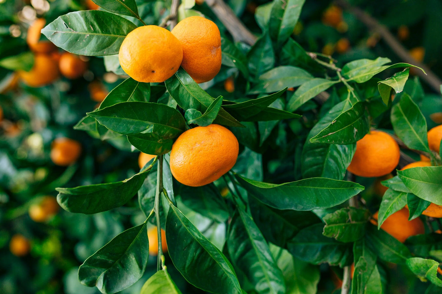 Citrus Reticulata 'Imperial' (Imperial Mandarin) GRAFTED