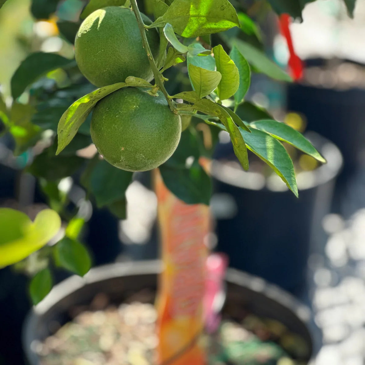Citrus (Dwarf Assorted Citrus)