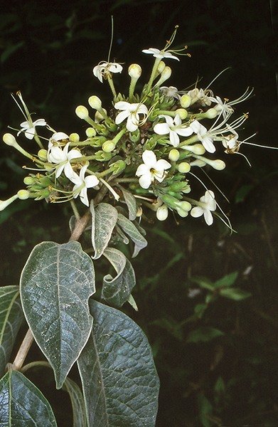Clerodendrum Tomentosum