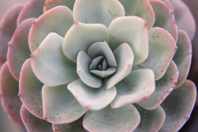 Echeveria ‘Acacia Ponds’