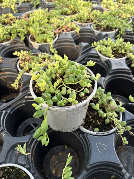 Senecio ‘Clown’s Tears’™ (Variegated String of Tears)