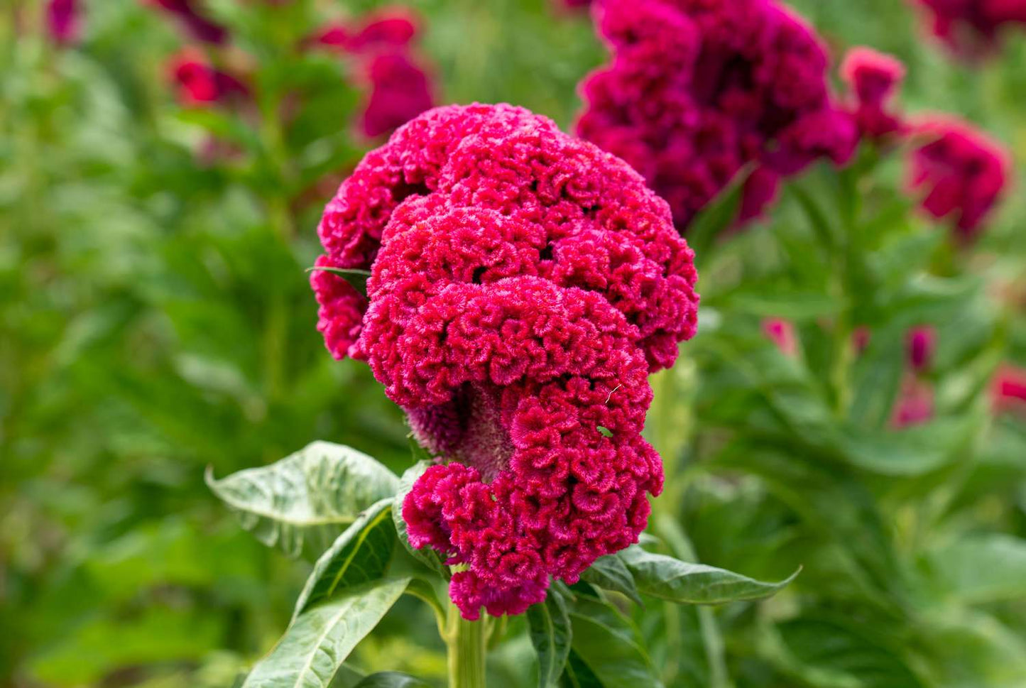 Celosia Argentea Var. Cristata ‘Dracula’ (Dracula Cockscomb)