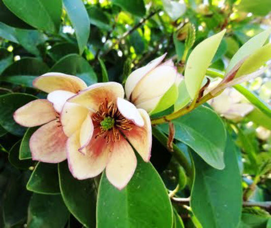 Michelia ‘Coco’ (Coco Magnolia)
