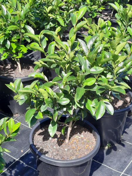 Michelia ‘Coco’ (Coco Magnolia)