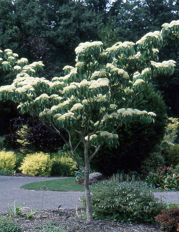 Cornus controversa 'June Snow' (June Snow Giant Dogwood)