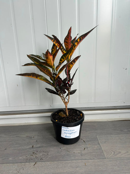 Codiaeum Variegatum (Croton) CLEARANCE