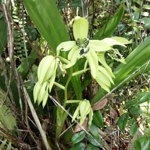 Coelogyne Pandurata (Black Orchid)