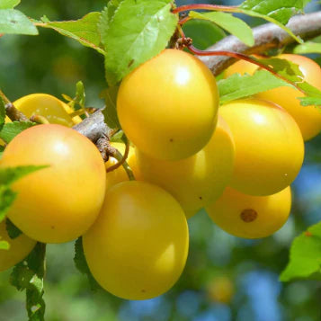 Prunus Domestica 'Coe's Golden Drop' (Coe's Golden Drop Plum)