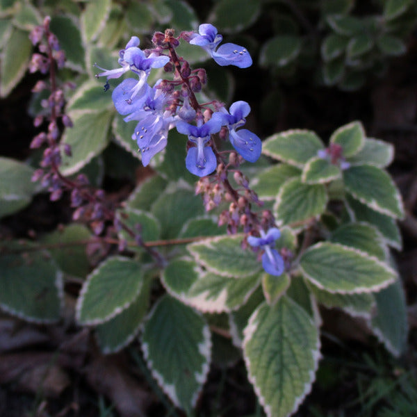 Plectranthus Parviflorus ‘Blue Spires’ (Blue Spires Plectranthus)