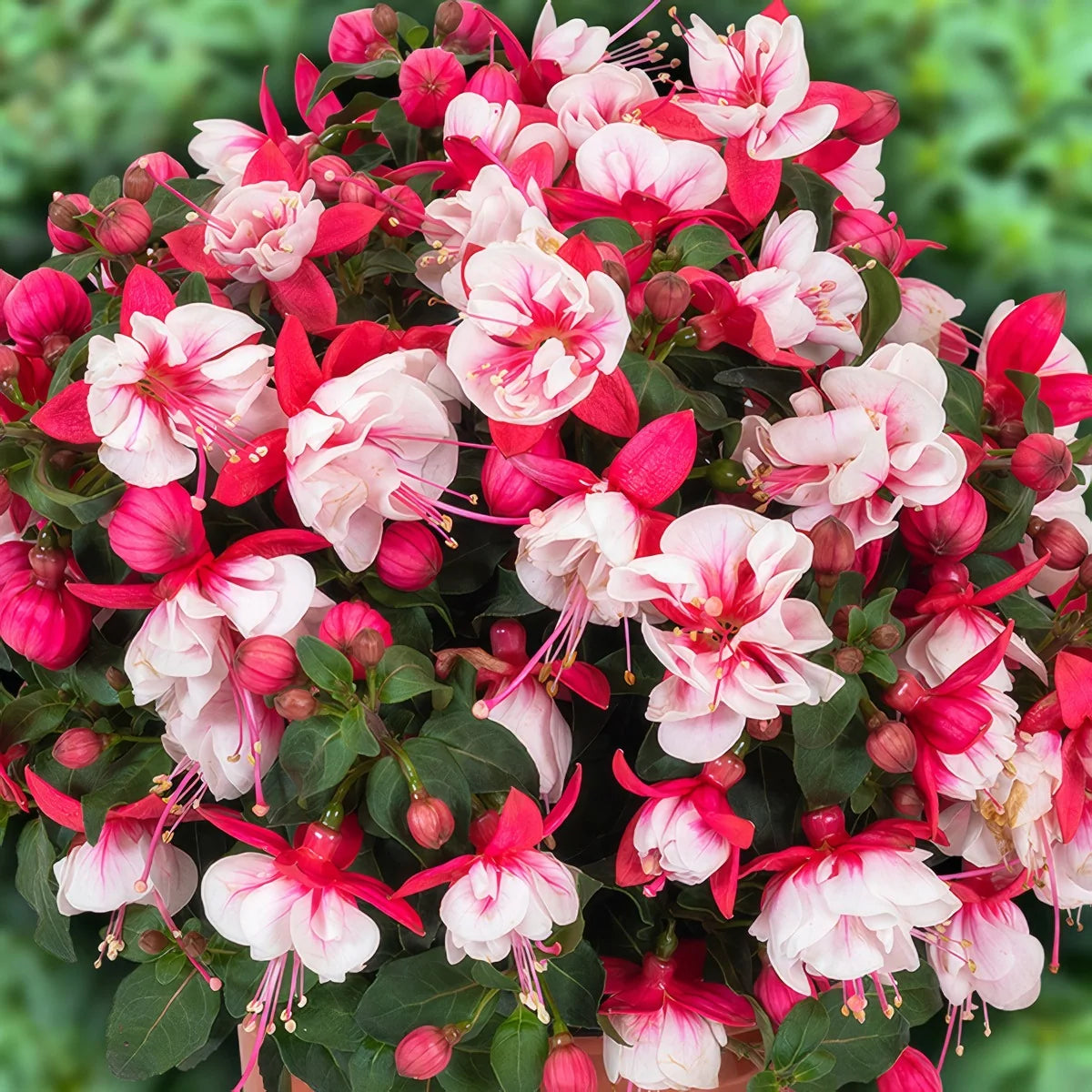 Fuchsia hybrid ‘Ballerina® Arabesque’ (Arabesque Fuchsia)