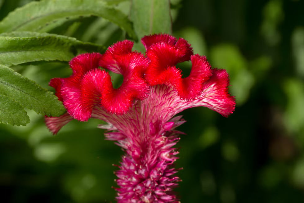 Celosia Argentea Var. Cristata ‘Dracula’ (Dracula Cockscomb)