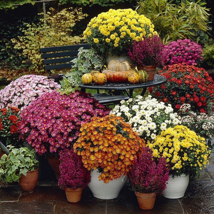 Chrysanthemum (Assorted Chrysanthemum)