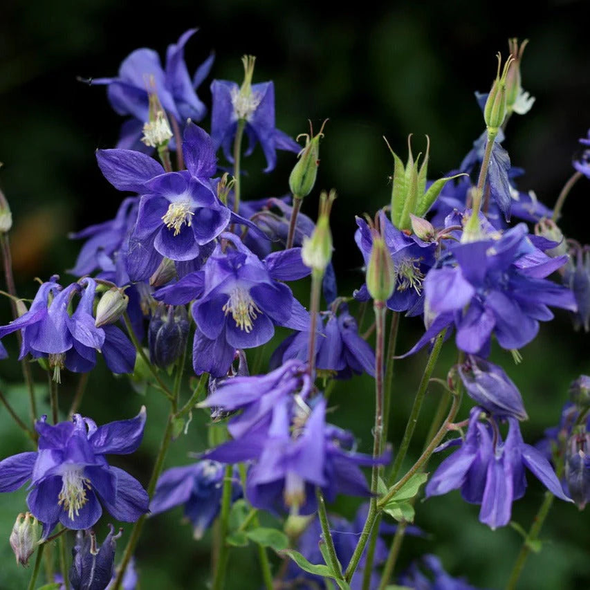 Aquilegia alpina (Alpine Columbine)