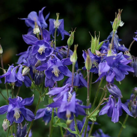 Aquilegia alpina (Alpine Columbine)