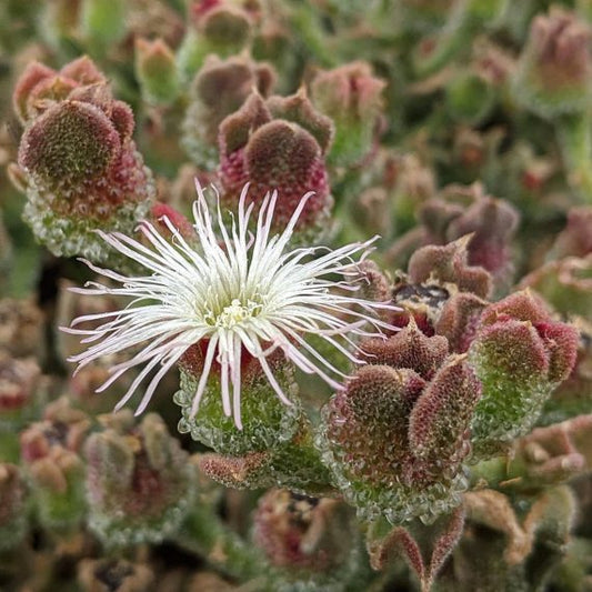 Mesembryanthemum Crystallinum 'Rainbow'