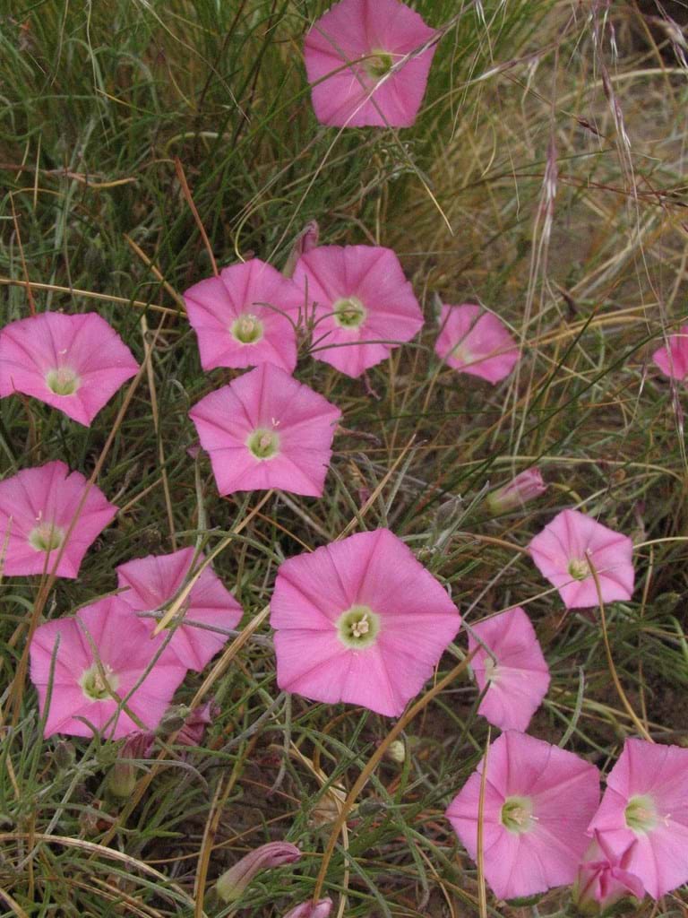 Convolvulus Angustissimus (Australian Bindweed)