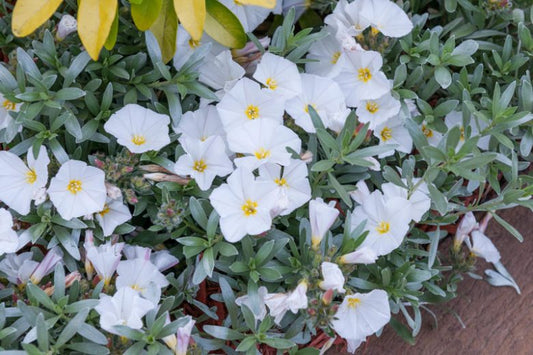 Convolvulus Cneorum (Silver Bush)