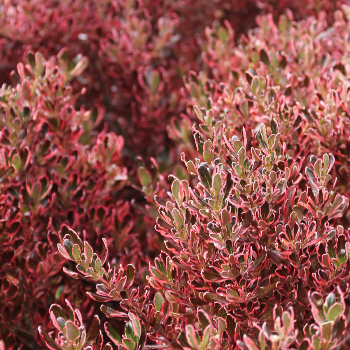 Coprosma Repens ‘Pacific Sunrise’ (Pacific Sunrise Mirror Bush)