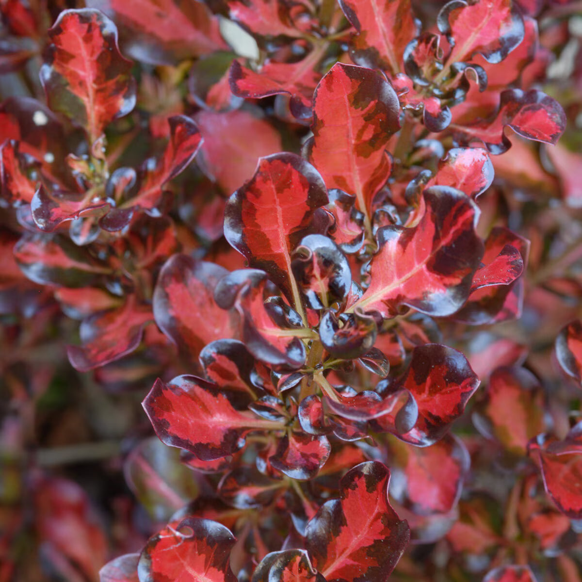 Coprosma Repens ‘Pacific Sunset’ (Pacific Sunset Mirror Bush)