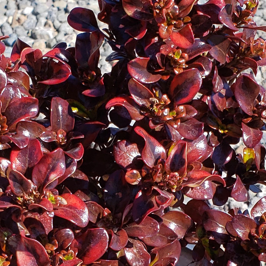 Coprosma repens ‘Tequila Sunrise’ (Mirror Bush)