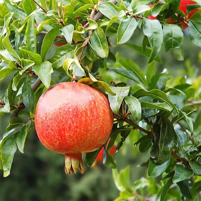 Punica granatum (Pomegranate – Jodhpur)