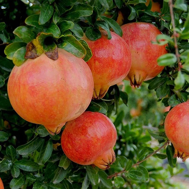 Punica granatum (Pomegranate – Jodhpur)