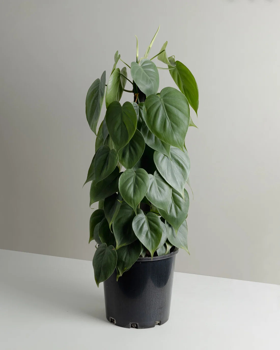 Philodendron cordatum ‘Heartleaf’ Totem Pole