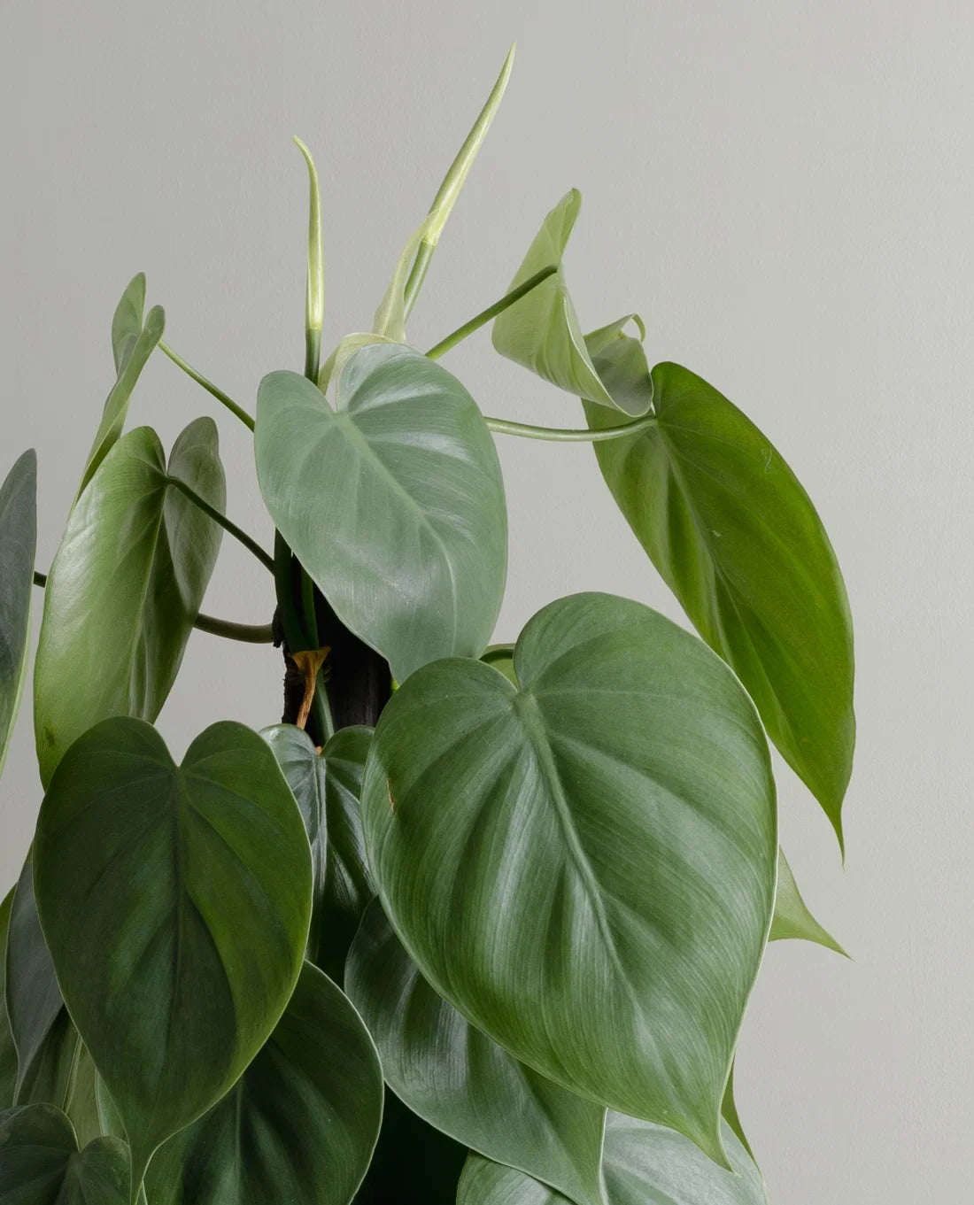 Philodendron cordatum ‘Heartleaf’ Totem Pole