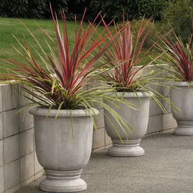 Cordyline Australis 'Can Can' (Can Can Cabbage Tree)
