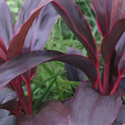 Cordyline fruticosa ‘Firestorm’ (Cordyline Firestorm)