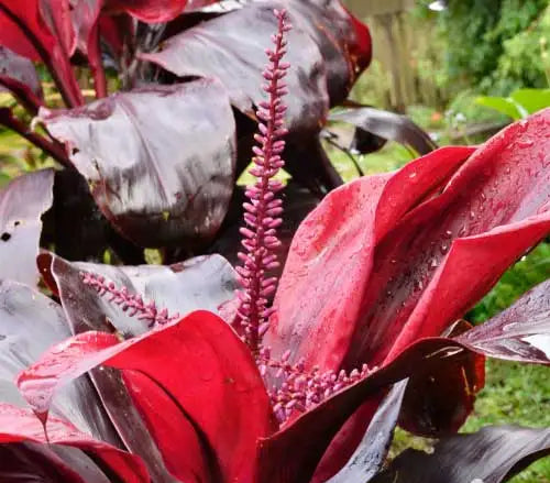 Cordyline fruticosa ‘Firestorm’ (Cordyline Firestorm)