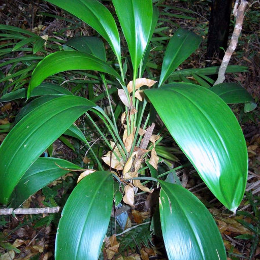 Cordyline manners-suttoniae (Giant Palm Lily)