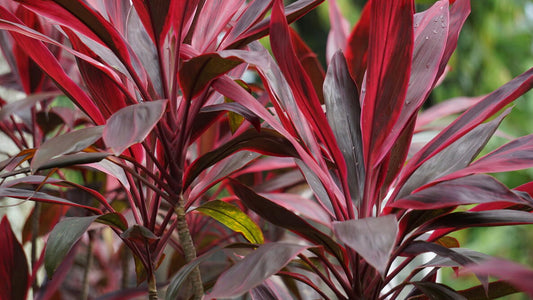 Cordyline fruticosa ‘Akka’ (Ti Plant / Cabbage Tree)