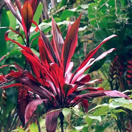 Cordyline fruticosa ‘Firestorm’ (Cordyline Firestorm)