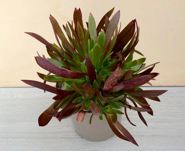 Aeonium ‘Cornish Tribute’