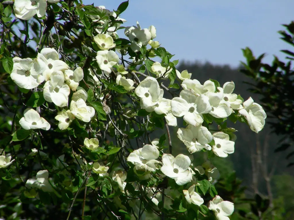 Cornus × 'Eddie's White Wonder' (Eddie's White Wonder Dogwood)