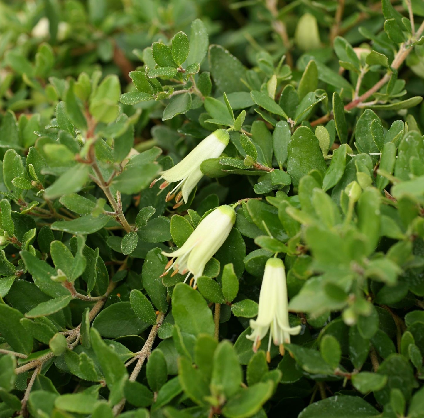 Correa Glabra ‘Prostrate’ (Prostrate Rock Correa)