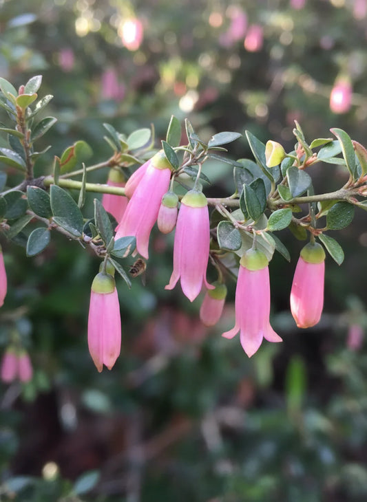 Correa Pulchella ‘Pink Mist’ (Pink Mist Correa)