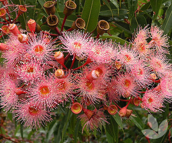 Corymbia Summer Glory (Pink-Flowered Gum)