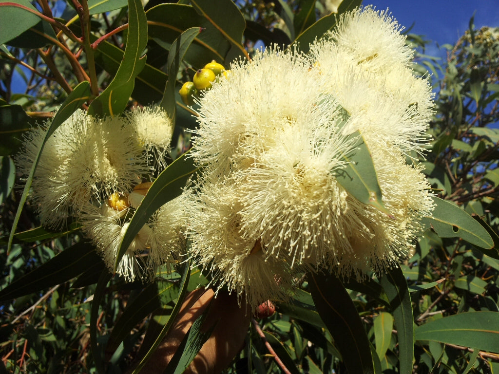 Corymbia Eximia 'Nana' (Dwarf Yellow Bloodwood)