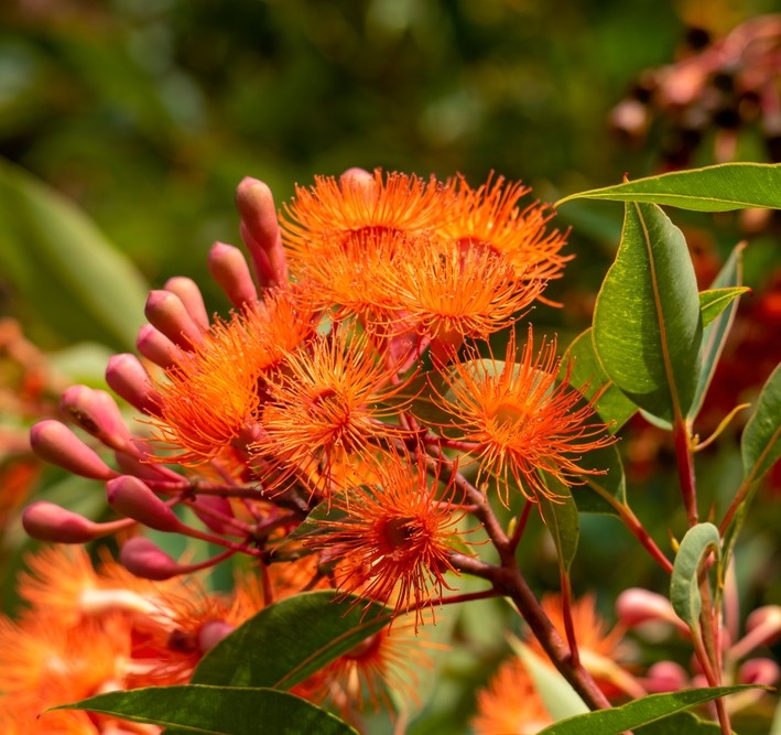 Corymbia ficifolia ‘Baby Orange’ Grafted (Flowering Gum)