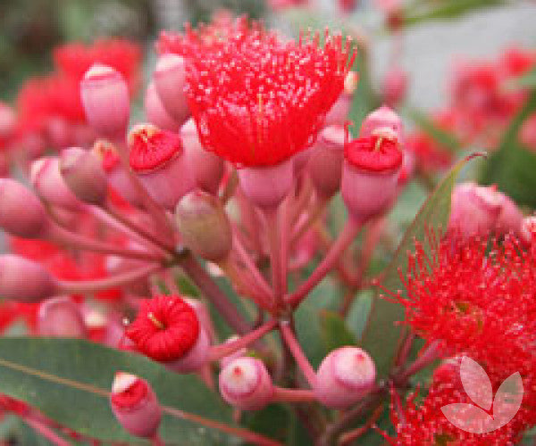 Corymbia ficifolia Dwarf Red Grafted (Dwarf Red Flowering Gum)