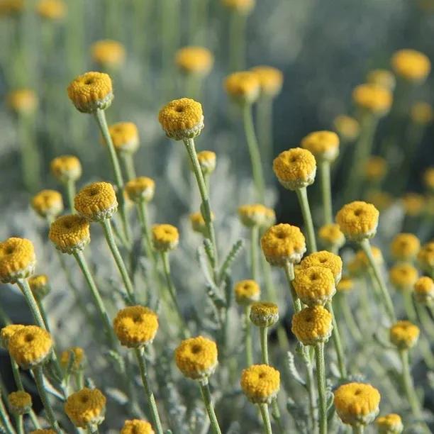 Santolina chamaecyparissus (Lavender Cotton)