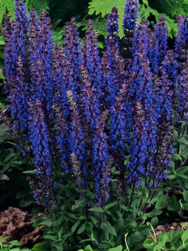 Salvia nemorosa 'New Dimension Blue' (New Dimension Blue Sage)
