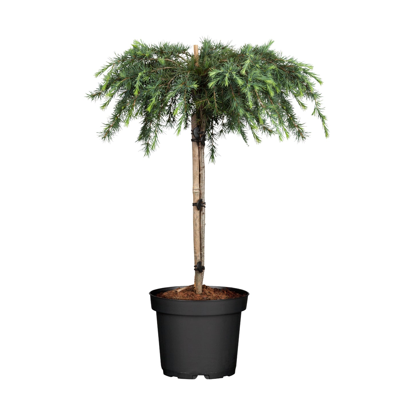 Cedrus Deodara ‘Feelin’ Blue’ Standard (Feelin’ Blue Deodar Cedar Standard)