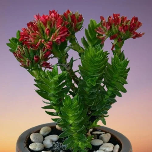 Crassula coccinea ‘Mystique’