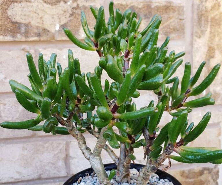 Crassula ovata ‘Coral Red’